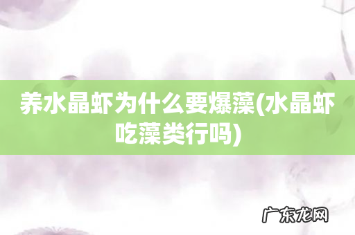 水晶虾吃藻类行吗 养水晶虾为什么要爆藻