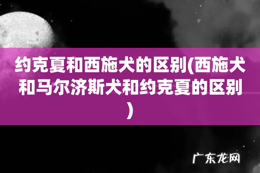 西施犬和马尔济斯犬和约克夏的区别 约克夏和西施犬的区别