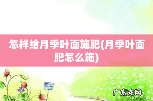 月季叶面肥怎么施 怎样给月季叶面施肥