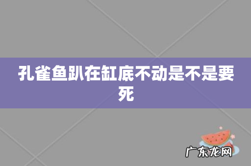 孔雀鱼趴在缸底不动是不是要死