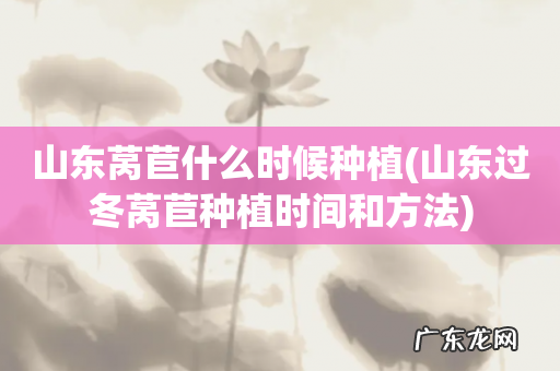 山东过冬莴苣种植时间和方法 山东莴苣什么时候种植