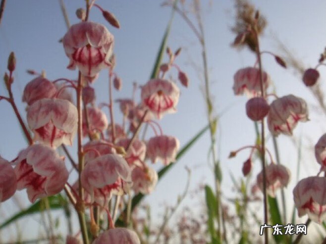 新疆罗布麻茶图片 新疆罗布麻茶的功效与作用