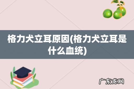 格力犬立耳是什么血统 格力犬立耳原因
