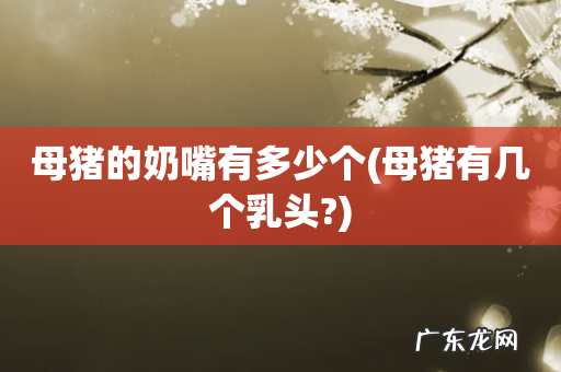 母猪有几个乳头? 母猪的奶嘴有多少个