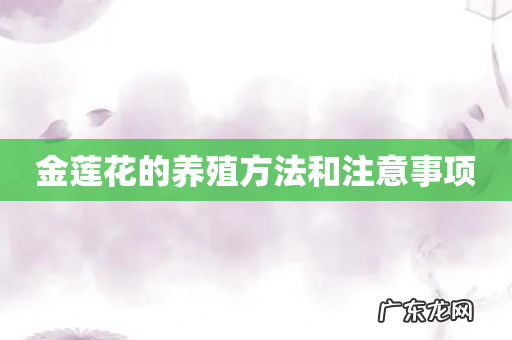 金莲花的养殖方法和注意事项
