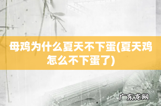 夏天鸡怎么不下蛋了 母鸡为什么夏天不下蛋