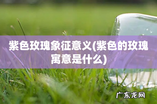 紫色的玫瑰寓意是什么 紫色玫瑰象征意义