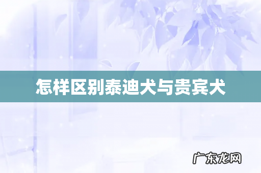 怎样区别泰迪犬与贵宾犬