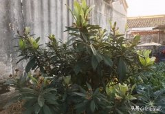 枇杷叶的功效与作用吃法