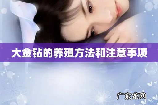 大金钻的养殖方法和注意事项