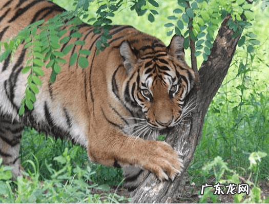 老虎地形风水出什么人 老虎的风水作用