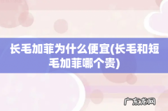 长毛和短毛加菲哪个贵 长毛加菲为什么便宜