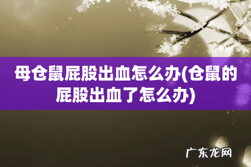 仓鼠的屁股出血了怎么办 母仓鼠屁股出血怎么办
