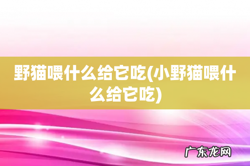 小野猫喂什么给它吃 野猫喂什么给它吃