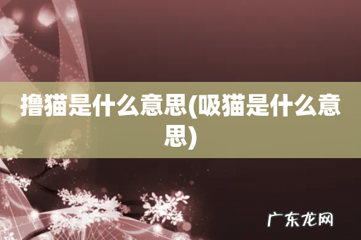 吸猫是什么意思 撸猫是什么意思