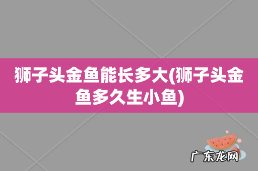狮子头金鱼多久生小鱼 狮子头金鱼能长多大