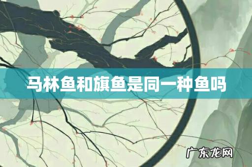 马林鱼和旗鱼是同一种鱼吗