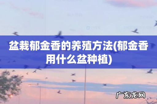郁金香用什么盆种植 盆栽郁金香的养殖方法