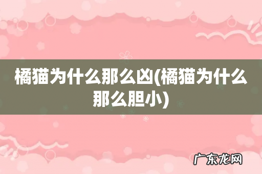 橘猫为什么那么胆小 橘猫为什么那么凶