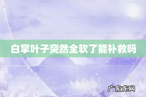 白掌叶子突然全软了能补救吗