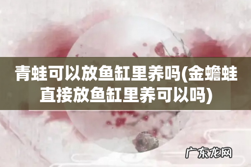金蟾蛙直接放鱼缸里养可以吗 青蛙可以放鱼缸里养吗