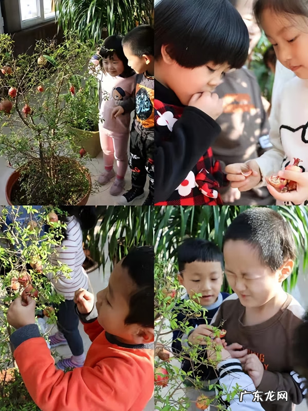 金明区金苹果幼儿园 金苹果幼儿园好不好