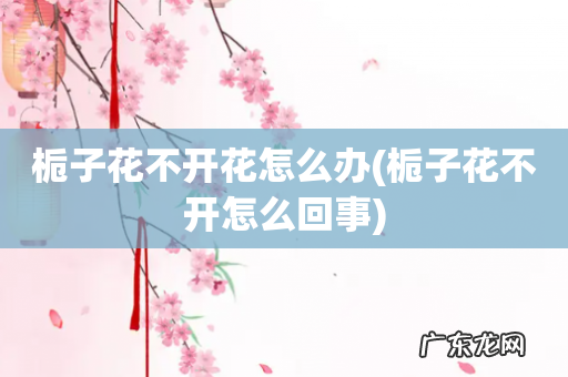 栀子花不开怎么回事 栀子花不开花怎么办