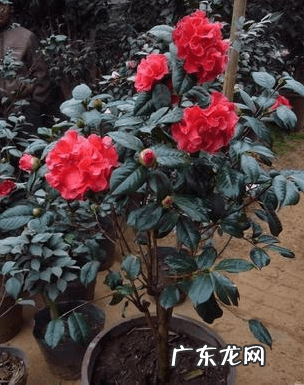 山茶花风水禁忌 山茶花对家里风水好吗