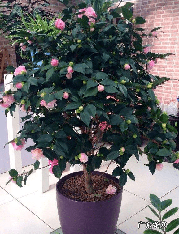 山茶花风水禁忌 山茶花对家里风水好吗