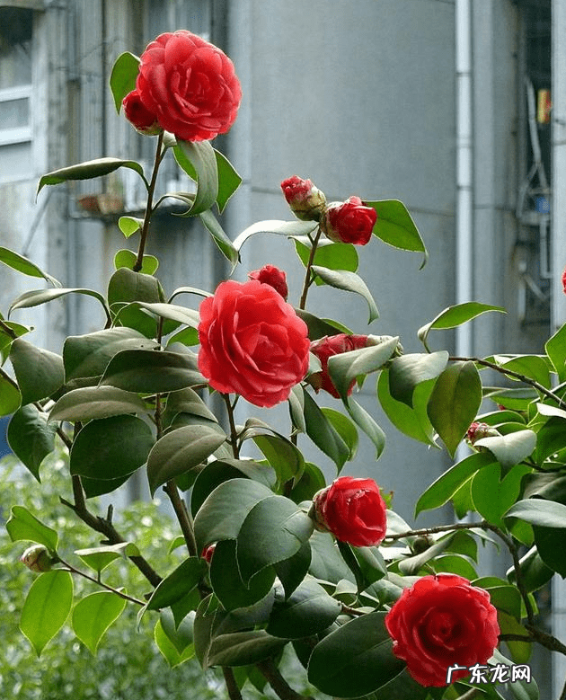山茶花风水禁忌 山茶花对家里风水好吗