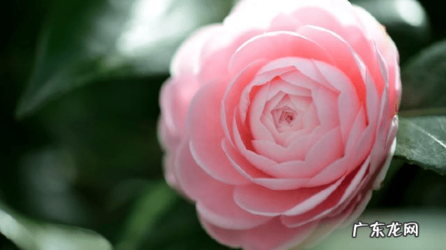 山茶花风水禁忌 山茶花对家里风水好吗