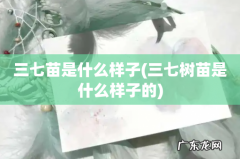 三七树苗是什么样子的 三七苗是什么样子