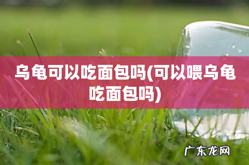 可以喂乌龟吃面包吗 乌龟可以吃面包吗