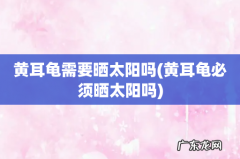 黄耳龟必须晒太阳吗 黄耳龟需要晒太阳吗