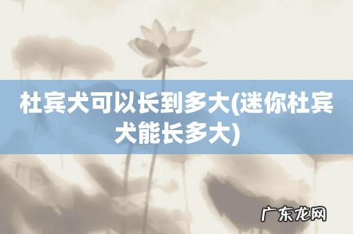 迷你杜宾犬能长多大 杜宾犬可以长到多大