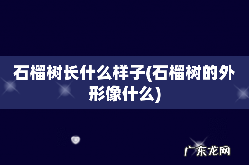 石榴树的外形像什么 石榴树长什么样子