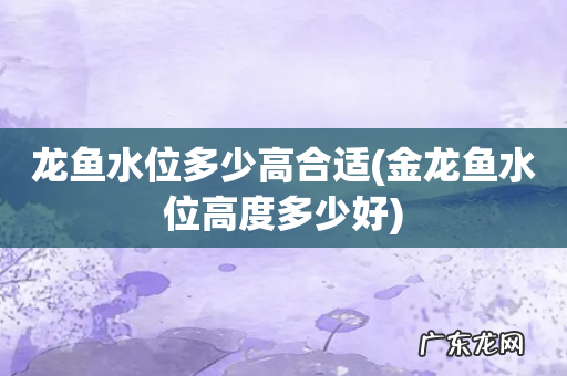 金龙鱼水位高度多少好 龙鱼水位多少高合适