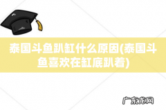 泰国斗鱼喜欢在缸底趴着 泰国斗鱼趴缸什么原因