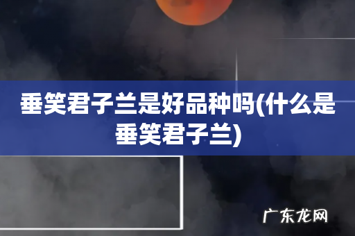 什么是垂笑君子兰 垂笑君子兰是好品种吗