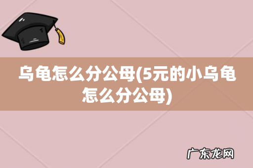 5元的小乌龟怎么分公母 乌龟怎么分公母