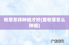 畜牧草怎么种植 牧草怎样种植才好