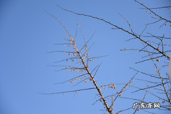 湖南风水宝地在哪里 湖南崔氏风水宝地