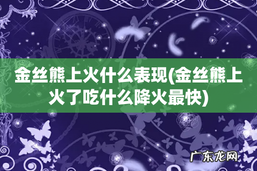 金丝熊上火了吃什么降火最快 金丝熊上火什么表现