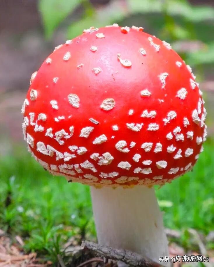 红蘑菇叫什么名字 红蘑菇图片