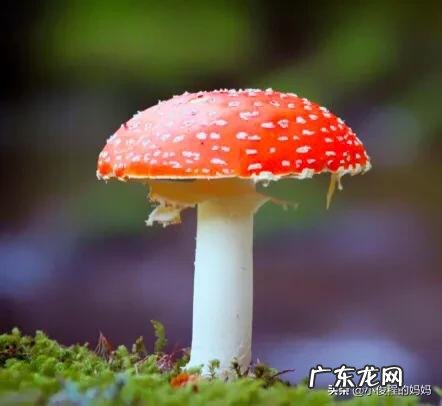 红蘑菇叫什么名字 红蘑菇图片