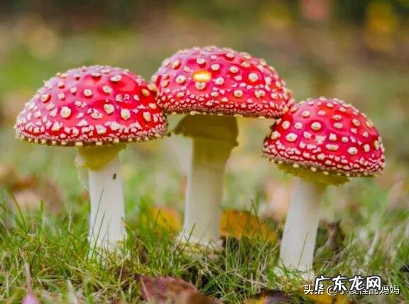 红蘑菇叫什么名字 红蘑菇图片