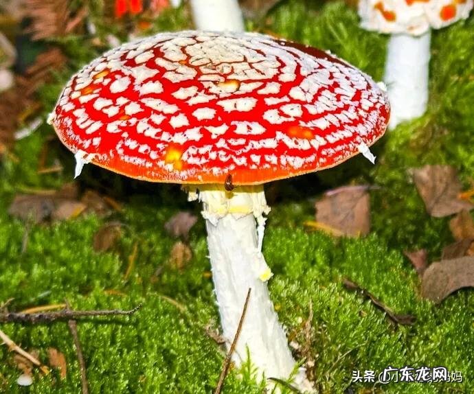 红蘑菇叫什么名字 红蘑菇图片
