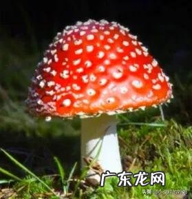 红蘑菇叫什么名字 红蘑菇图片