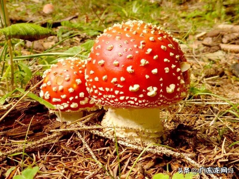 红蘑菇叫什么名字 红蘑菇图片