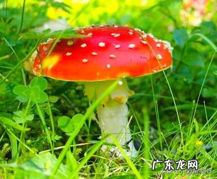 红蘑菇叫什么名字 红蘑菇图片